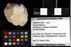 Foto (Objket + Etiketten) von Cracensigillatus acutirostris (Moericke, 1889) 